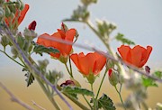 Desert Globemallow Bouquet Photograph by Judy Kennedy Desert Globemallow Bouquet Photograph by Judy Kennedy