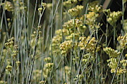 Desert Milkweed Rancho Mirage California Photograph by Colleen Cornelius