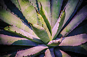 Desert Plant Photograph by Julie Palencia