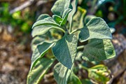Desert Plant Life Photograph by Anthony Giammarino