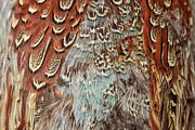 Detail Of American Blue Backed Pheasant Photograph by Sarah Darnell