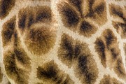 Detail Of Giraffe (giraffa Photograph by Roger De La Harpe