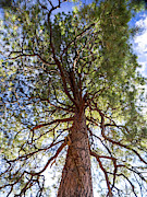 D.  H.  Lawrence Tree Photograph by Joe Schofield