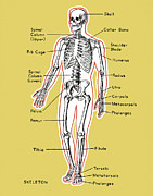 Diagram of a Skeleton Drawing by CSA Images Diagram of a Skeleton Drawing by CSA Images