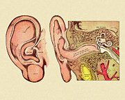 Diagram of Ear Drawing by CSA Images Diagram of Ear Drawing by CSA Images