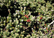 Diddle-dee Berries Photograph by Science Photo Library