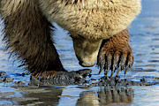 Digging Photograph by Chad Dutson