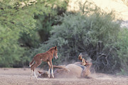 Dirt Bath Photograph by Shannon Hastings Dirt Bath Photograph by Shannon Hastings