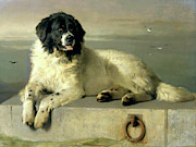 Distinguished Member Mixed Media by Edwin Landseer