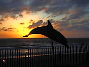 Dolphin Beauty Photograph by Richard Thomas Dolphin Beauty Photograph by Richard Thomas