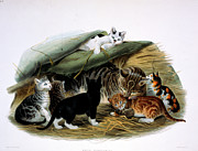 Domestic Cat (felis Domestica) By Eliot Painting by Academy Of Natural Sciences