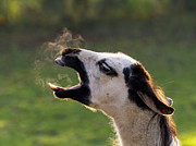 Domestic Llama Yawning With Breath Photograph by Ernie Janes / Naturepl.com Domestic Llama Yawning With Breath Photograph by Ernie Janes / Naturepl.com