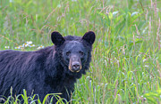 Douglas the Bear Photograph by Douglas Wielfaert