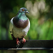 Dove Perched on a Fence Photograph by Sapiens Verbum Dove Perched on a Fence Photograph by Sapiens Verbum