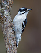 Downy Woodpecker Photograph by Molly Fu