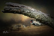 Downy Woodpecker Photograph by Randall Allen