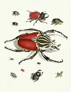 Dr. Sulzers Short History Of Insects, Pl. 01 Painting by Johann Heinrich Sulzer Dr. Sulzers Short History Of Insects, Pl. 01 Painting by Johann Heinrich Sulzer