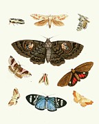 Dr. Sulzers Short History Of Insects, Pl. 21 Painting by Johann Heinrich Sulzer Dr. Sulzers Short History Of Insects, Pl. 21 Painting by Johann Heinrich Sulzer