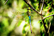 Dragonfly Photograph by David Morefield Dragonfly Photograph by David Morefield