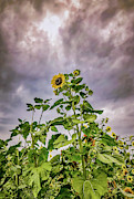 Dramatic Sunflower Photograph by Anamar Pictures Dramatic Sunflower Photograph by Anamar Pictures