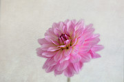 Dreamy Dahlia Photograph by Kim Hojnacki