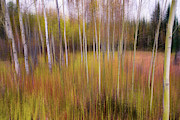 Dreamy Wilderness Photograph by James BO Insogna Dreamy Wilderness Photograph by James BO Insogna