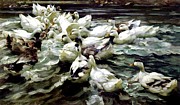 Ducks Gathering By Alexander Koester Painting by Alexander Koester
