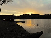 Ducks Pond Twilight Photograph by Richard Thomas Ducks Pond Twilight Photograph by Richard Thomas