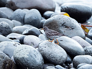 Dunlin In Winter Plumage Walking Over Rounded Stones Photograph by Konrad Wothe / Naturepl.com Dunlin In Winter Plumage Walking Over Rounded Stones Photograph by Konrad Wothe / Naturepl.com