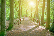 Dutch Forest With Fenced Footpath And Photograph by Cirano83