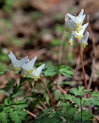 Dutchmans Breeches DFL0948 Photograph by Gerry Gantt