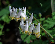 Dutchmans Breeches DFL0955 Photograph by Gerry Gantt