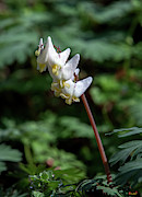 Dutchmans Breeches DFL0958 Photograph by Gerry Gantt