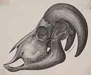 Dyrekranie Med Horn Painting by Unknown