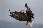 Eagle & Snowflakes Photograph by Nick Kalathas