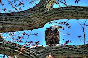 Eagle in HDR Photograph by David Bearden