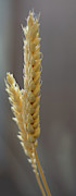 Ear of wheat Photograph by Scott Lyons Ear of wheat Photograph by Scott Lyons