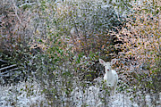 Early Autumn Snowfall Photograph by Brook Burling