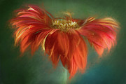 Early Morning Gerber Daisy Photograph by Karen Leigh