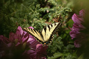 Eastern Tiger Swallowtail on rhododendron Photograph by Jeff Folger