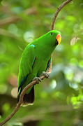 Eclectus Parrot Male Perched On A Tree Vine, The Wildlife Photograph by Steven David Miller / Naturepl.com
