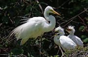 Egret Chicks Photograph by Dale Powell Egret Chicks Photograph by Dale Powell