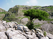 Elder Tree Photograph by Science Photo Library