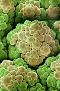 Electron Micrograph Of A Caulifower Photograph by Science Photo Library