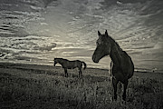 Elegance in Evening Sunlight Photograph by Toni Hopper
