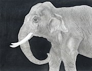 Elephant Drawing by Carol Morris