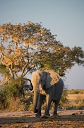 Elephant (loxodonta Africana) At Pump Photograph by Roger De La Harpe