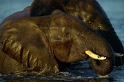 Elephants (loxodonta Africana) In Chobe Photograph by Roger De La Harpe