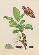 Emperor Moth 1679 Photograph by 