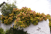 Escallonia Exoniensis 'gold Brian' Photograph by Science Photo Library